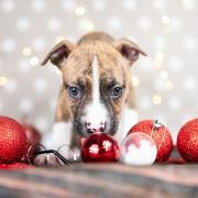 TOOTSIE Because of Crazy Time 