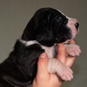 SOFOKLES Czar Olbrzyma