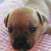 BACARDI Horseradish Gang Staff