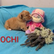 OCHI Shaggy Fluff FCI