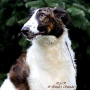 KRASNAJA KIZLAR Impuls i Splendor