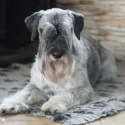 Northern Storm Artax's Angels (C.I.B. & Multi Ch.)