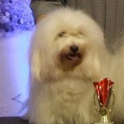 CLAUDETTE Cobegarden (FCI)