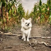 Daisy Princess Chi Lucky Charm