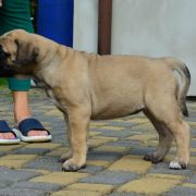 Casa de BM Nairobi OyoBull FCI 