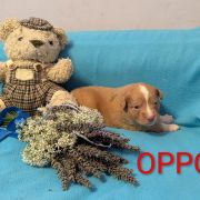 OPPO Shaggy Fluff FCI