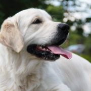 Ox-driver Alan wild west gang