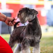 Janis Joplin Wise Lord Lija Fci