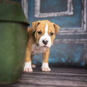 JASIONE LEAVIS American Heart vel. Tomuś