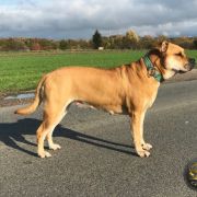 BENDIS Corde Bellator(FCI)