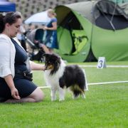 AMAZING MACHO Dimidium 