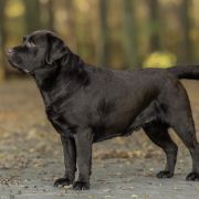 DIAMOND LEONARD Multi Planet Lab