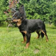 YULIAN'KA Amenita Polonie (FCI)