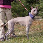 DEMETRA HERMIONA van Edelsieger