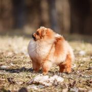 DRACON iz Sytnogo Dvora