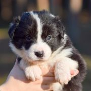 ANIMA DE RIVIA Natalaland