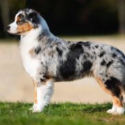 FLYING ELECTRA EpicStride