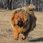Белый Лекарь Янцуань