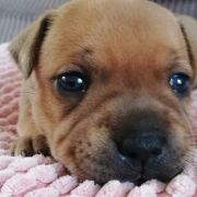 BRANDY Horseradish Gang Staff