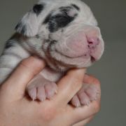 SAXIFRAGA Czar Olbrzyma 