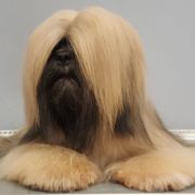 ChPL, JChPL MONTGOMERY ALABAMA Lhamco Laco