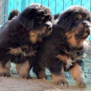 DRAGE SAPHIRA Airawata