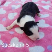 suczka 5