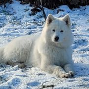 SIERRA SUPER STAR Silver from the North FCI 