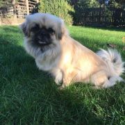 POLLY Catherine Diamonds