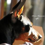 APHRODITE DEAM AMORIS DIVINA DAEMONIA FCI 