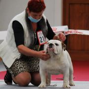 MYBULLSNROSES WHITE VELVET