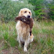  Ch. Swift Spoor-Finder Kattyval 