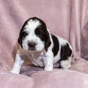 ARRYK House of The Shaggy Dogs FCI 