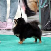 Aleksa's Gold BLACKBERRI