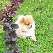 LEYLA LITTLE PRINCESS Dan Ozzy FCI