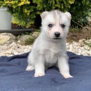 Lincoln z Bratkowej Ohany