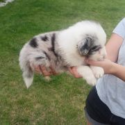 Donald Jodłowy Border