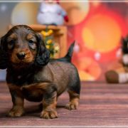 UOMO BELLO Hokus Pokus z Perłowej