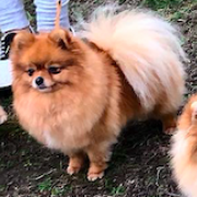 STAR DYUMIVAR INCANTO AMBRE