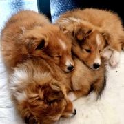 BEA BIS BONUM Figa Ruminy (FCI) 