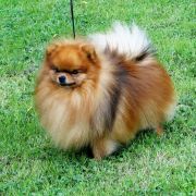 Aramis Small Amber Hearts 