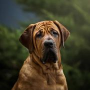 KIMICO vel TOMOUO MAZURSKA PRZYSTAŃ (FCI)