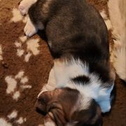 Danusia Kto Dogoni Psa