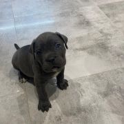 Heart Hunters Night Defenders 4