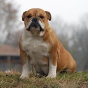 Rengőhegyi-ormán Rosalie