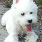 TOUCH OF THE RING Czar Krakowa 