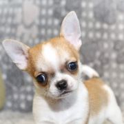 Brand Name Emerald In Gold