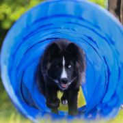 ALMAZY ANABARA ARKONA z Grajdołka Demonów Słowiańskich