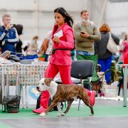 NEVER SAY NEVER VIA FORTUNA