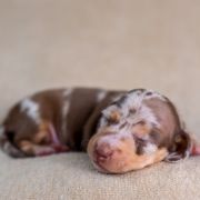 Archibald Zorka Venera